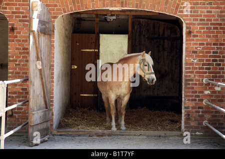 Haflinger in stable Stock Photo