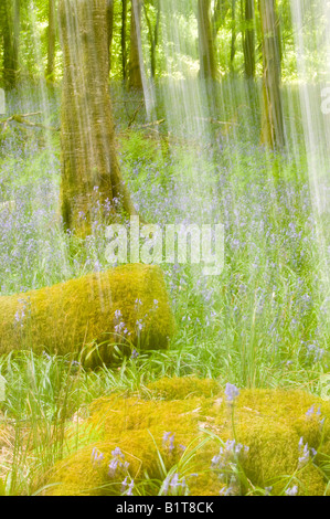 Bluebells in spring woodland Ambleside Cumbria UK