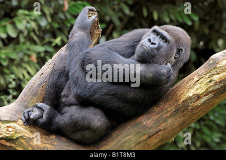 Western Lowland Gorilla - lying / Gorilla gorilla gorilla Stock Photo