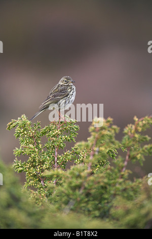 Meadow Pipit Anthus pratensis adult perched on Juniper carrying food at Lochindorb, Scotland in May. Stock Photo