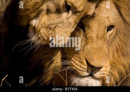 Male lions bonding Stock Photo