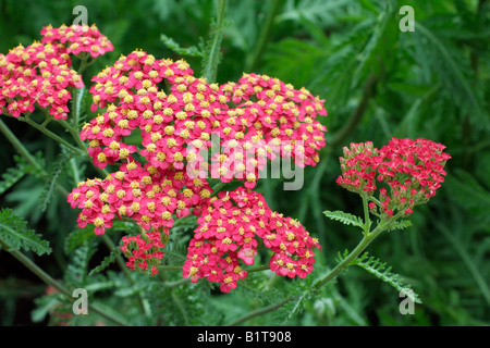 ACHILLEA MILLEFOLIUM PAPRIKA Stock Photo