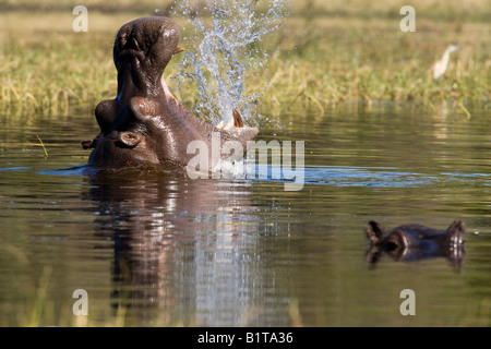 Closeup hippopotamus head out of water mouth wide open in big yawn making a big splash and reflection in river, Moremi reserve Okavango Delta Botswana Stock Photo