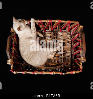 White bengal cat relaxing on a basket - isolated on black Stock Photo