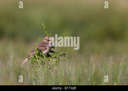 Corn bunting Miliaria calandra on weed in Barley field Ashwell Hertfordshire Stock Photo