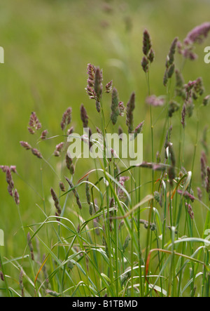 purple reed canary grass Stock Photo