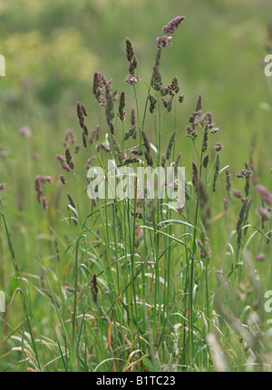 purple reed canary grass Stock Photo