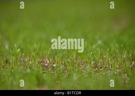 new grass growing from grass seed in a lawn of a garden , northern ireland Stock Photo