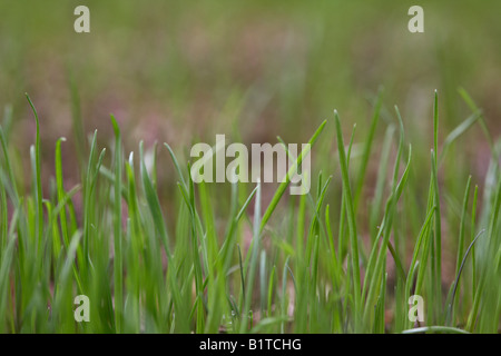 blades of new grass growing from grass seed in a garden , northern ireland Stock Photo