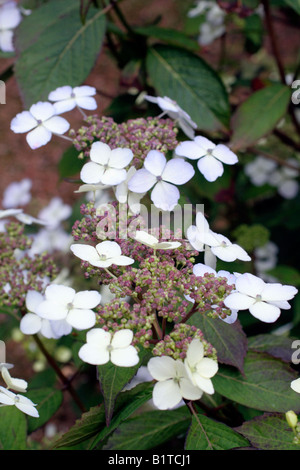 HYDRANGEA SERRATA KOREANA Stock Photo