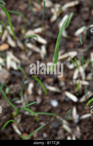 overhead view of blades of new grass growing from grass seed in a garden , northern ireland Stock Photo