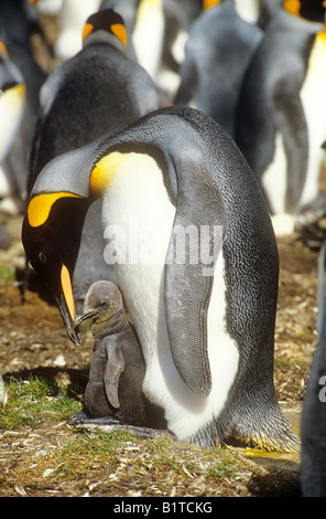 Aptenodytes patagonica, King Penguin (Aptenodytes patagonicus), king ...