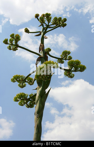 Chisos Agave, Agave havardiana, Flower Spike About to Bloom, Mexico Stock Photo