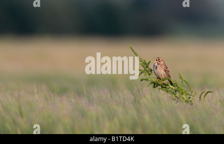 Corn bunting Miliaria calandra on weed in Barley field Ashwell Hertfordshire Stock Photo