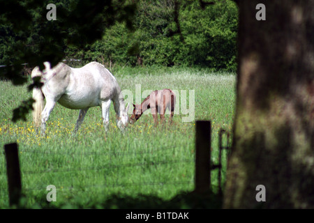 Grey mare with a very young brown foal in a Suffolk field of tall grass Stock Photo