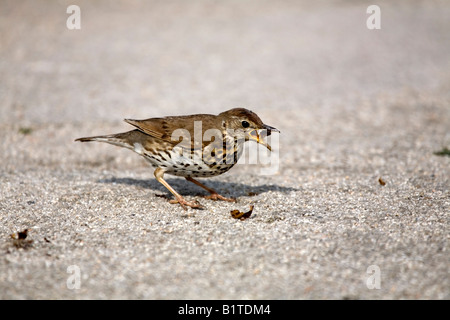 song thrush Turdus philomelos feeding on a snail isles of scilly Stock Photo