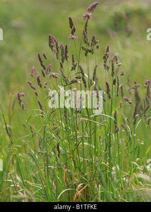 purple reed canary grass Stock Photo