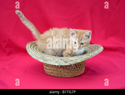 Portrait of a cute young pet kitten (cat) having fun playing in a hat Stock Photo