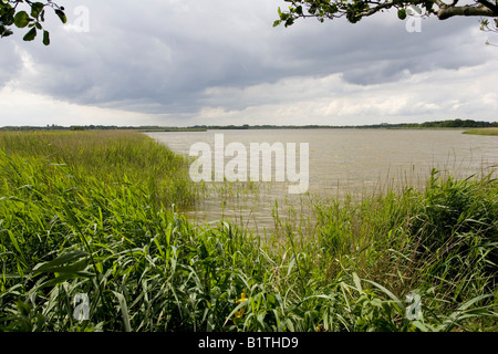 Reedbeds Hickling Broad Norfolk Wildlife Trust UK Stock Photo