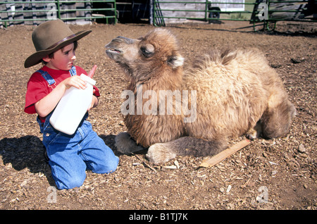USA OREGON BEND A young farm boy prepares to feed his baby camel with a bottle of milk on a farm near Bend