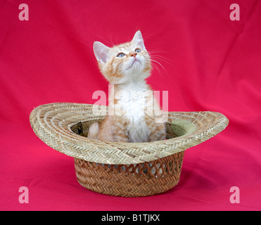 Portrait of a cute young pet kitten (cat) having fun playing in a hat Stock Photo