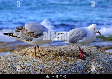 Juvenile Silver Gull, Larus novaehollandiae, begging for food from an adult (typical stance) Stock Photo