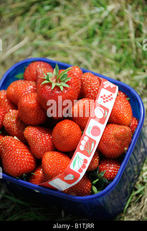 A punnet of strawberries bursting with ripe fruit. Picture by Jim Holden. Stock Photo