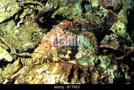 Raggy Scorpion Fish. ( Scorpaenopsis Venosa) on a rock on the sea bed. Similan Islands, Thailand. Stock Photo