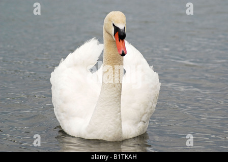Mute Swan on Lake Ontario Stock Photo