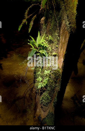 Sunlit ferns growing on a nurse log. Pacific Rim National Park near Tofino, Vancouver Island, British Columbia, Canada Stock Photo