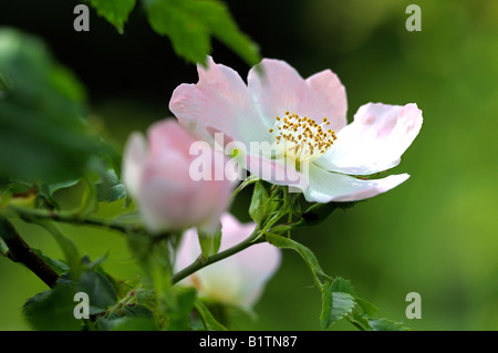 Dog rose wild rose in flower bloom Stock Photo