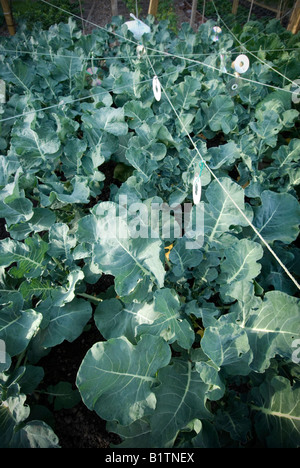 broccoli plants growing under CD's as protection from birds Stock Photo