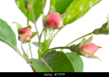 flower buds of apple isolated on white Useful as a element of design Stock Photo