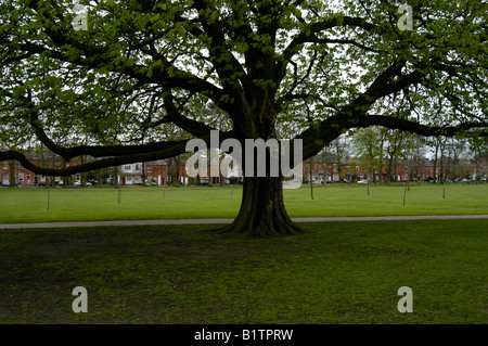 Tree in silhouette Kings Heath park Birmingham UK Stock Photo