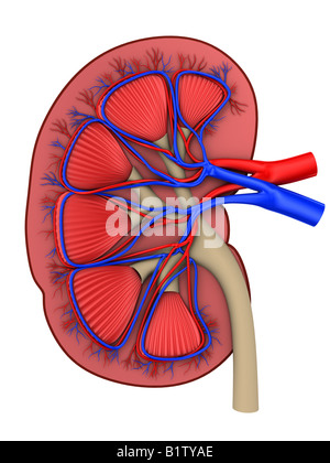 kidney cross section Stock Photo