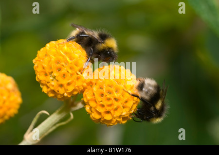 Bees on Buddleia globosa Stock Photo