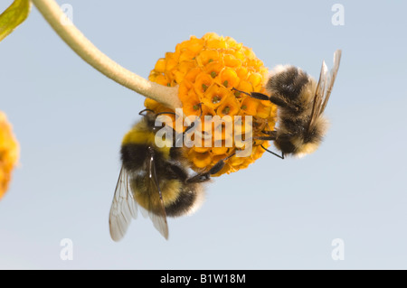 Bees on Buddleia globosa flower Stock Photo