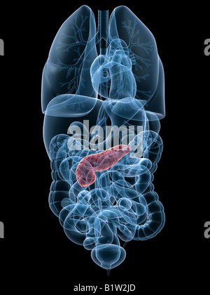 highlighted pancreas Stock Photo