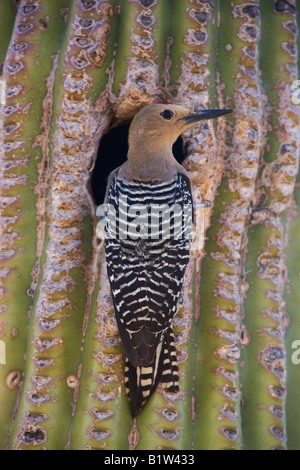 A Gila Woodpecker  at a nest cavity in a saguaro cactus McDowell Mountain Regional Park near Fountain Hills near Phoenix Arizona Stock Photo