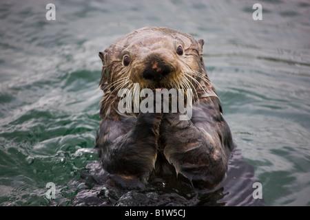Sea Otter Enhydra lutris Cordova Alaska Stock Photo