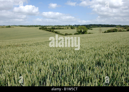 A wheat crop in ear in rolling fields near the coast at Seaton on a fine summer day Stock Photo