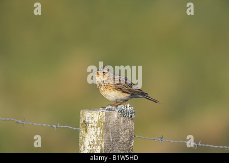 Skylark Alauda arvensis singing from fence post on South Uist, Scotland in May. Stock Photo