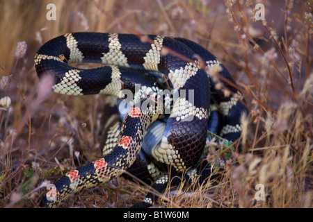 A Common King Snake attacks a Long nosed snake  near Fountain Hills outside of Phoenix Arizona Stock Photo