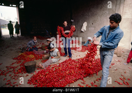 Stringing up chilli peppers prior to smoking them, Korba, Cap Bon, Tunisia Stock Photo