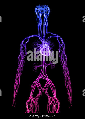 human heart Stock Photo