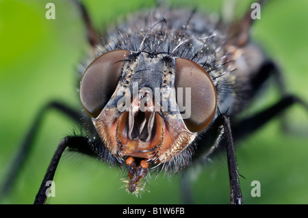 Compound Eyes of a Common House Fly Stock Photo