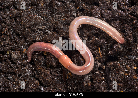 Common Earthworm Lumbricus terrestris Segmented Worm Stock Photo
