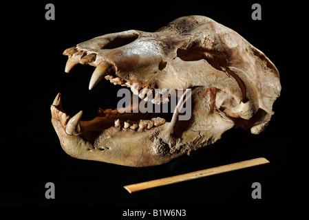 Cave Bear, Ursus spelaeus, Europe, Pleistocene, aprox 18 inches long Stock Photo