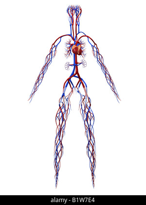 Cardiovascular system, illustration Stock Photo - Alamy