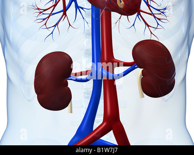 human kidney Stock Photo
